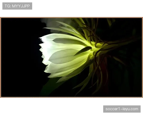 杜埃新星表现稳定性分析：是否昙花一现